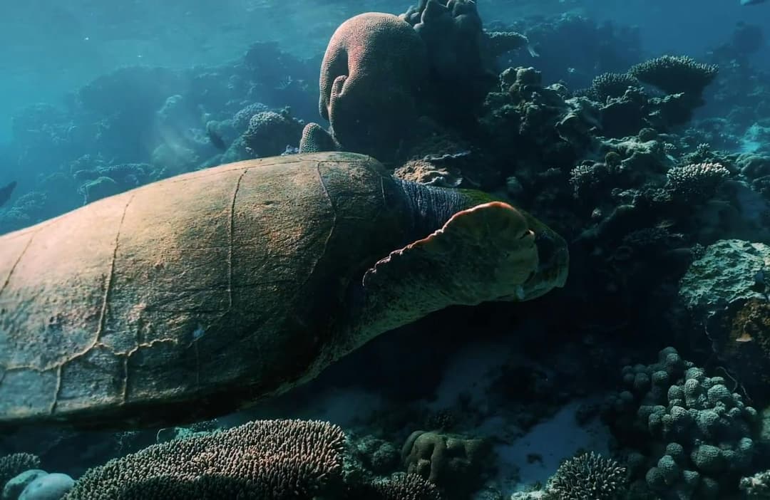 Snorkeling in coral gardens